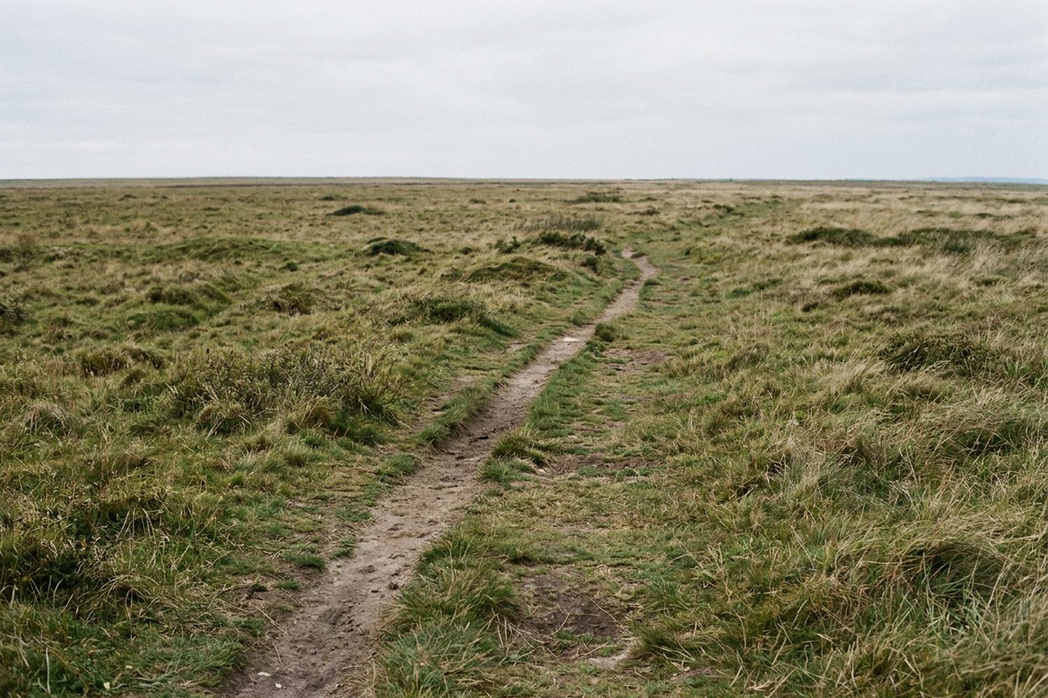 A narrow path worn through heather, running away from view.