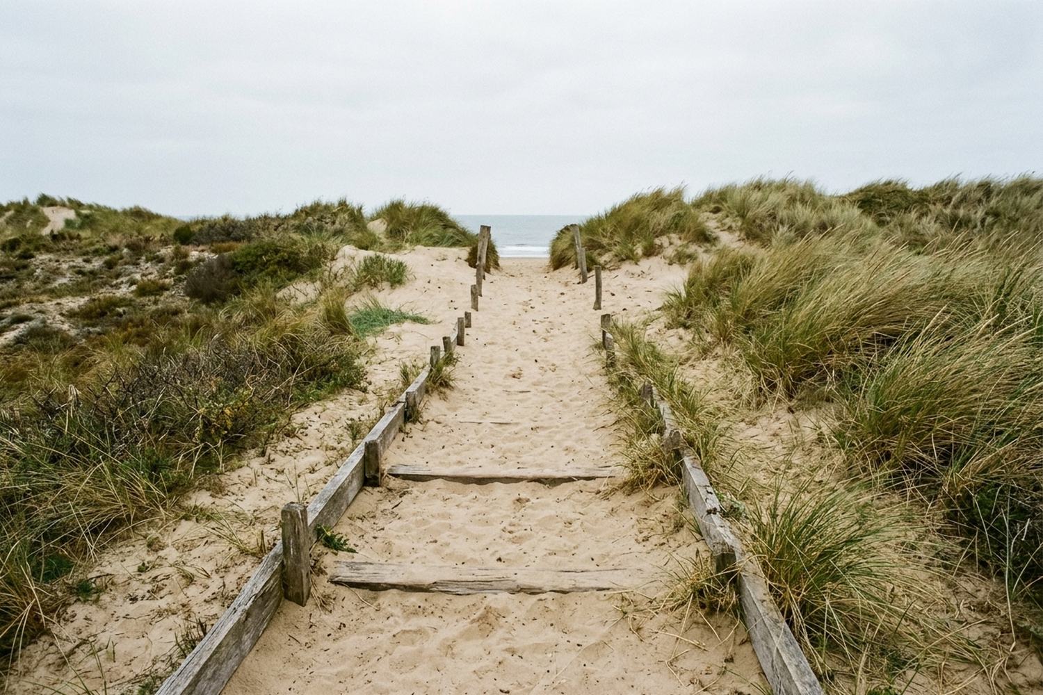 Marram grass on a low dune ridge with a boarded path through it.